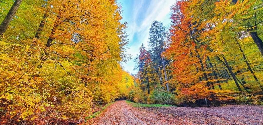 Forest Therapy Suite - Sub Padure Grand Comfort Brasov Bagian luar foto